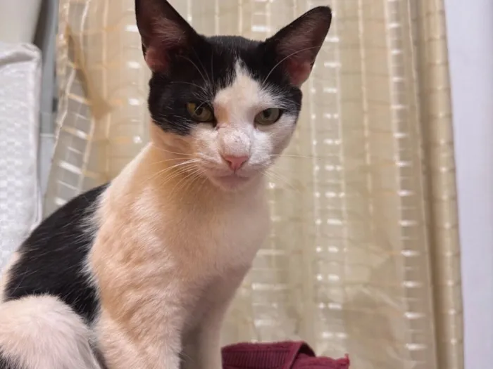 Gato raça SRD-ViraLata idade 7 a 11 meses nome Zequinha 
