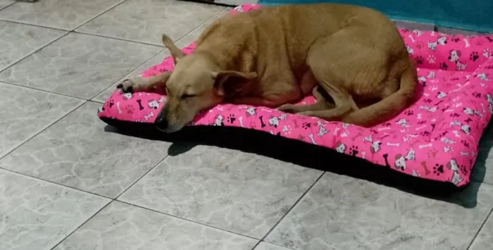 Cachorro raça SRD-ViraLata idade 6 ou mais anos nome Mel