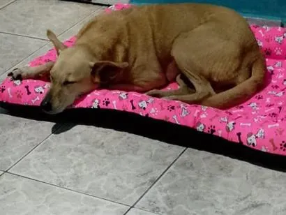 Cachorro raça SRD-ViraLata idade 6 ou mais anos nome Mel