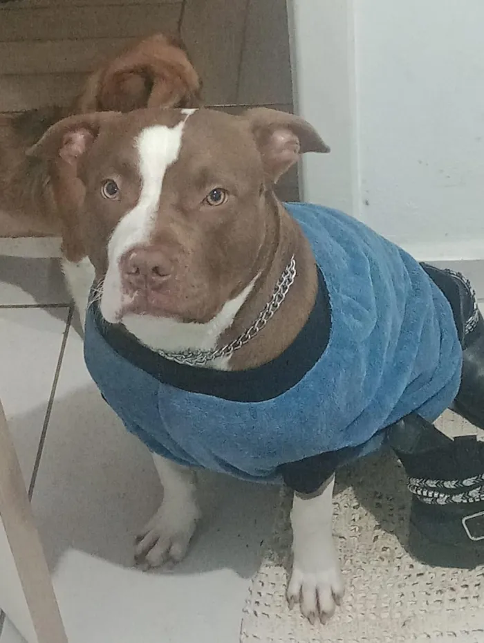 Cachorro raça Pit-Bull idade 3 anos nome Thor