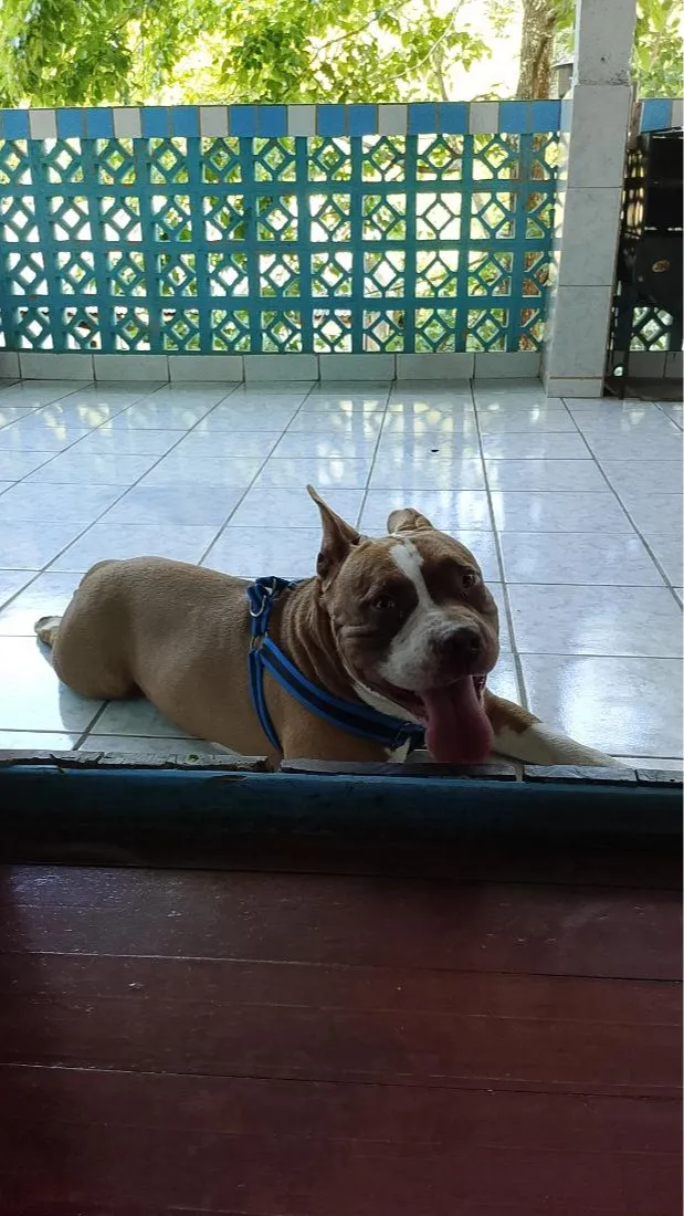 Cachorro raça Pit-Bull idade 3 anos nome Thor