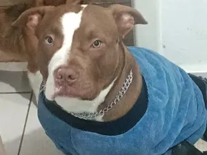 Cachorro raça Pit-Bull idade 3 anos nome Thor