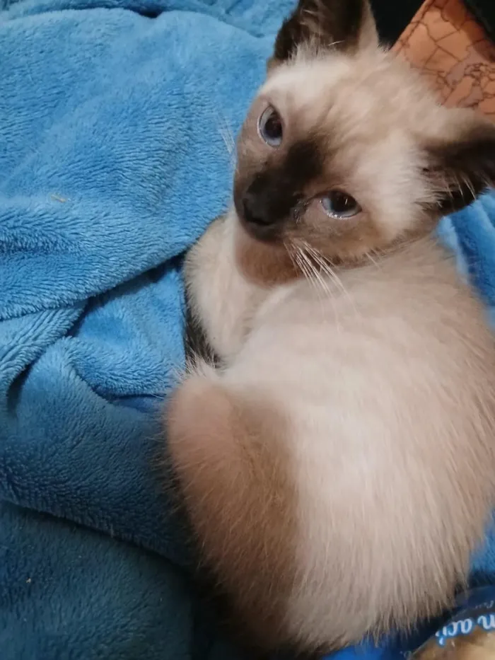 Gato raça Siamês idade Abaixo de 2 meses nome LINDINHA