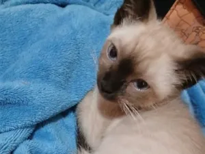 Gato raça Siamês idade Abaixo de 2 meses nome LINDINHA