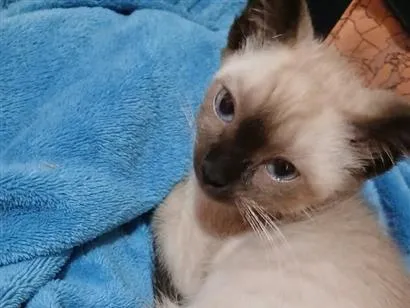 Gato raça Siamês idade Abaixo de 2 meses nome LINDINHA
