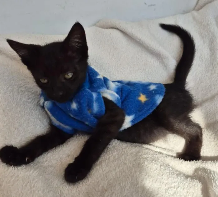 Gato raça SRD-ViraLata idade 2 a 6 meses nome NEGRINHO