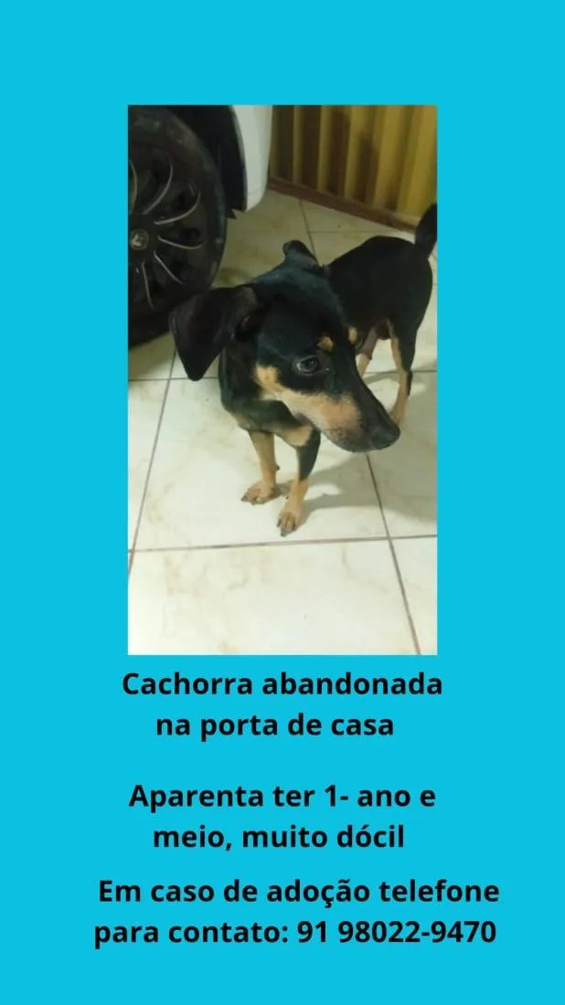 Cachorro raça SRD-ViraLata idade 1 ano nome pretinha 