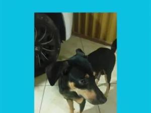 Cachorro raça SRD-ViraLata idade 1 ano nome pretinha 
