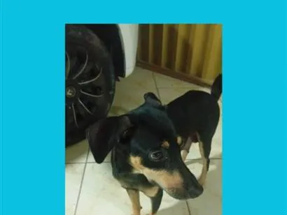 Cachorro raça SRD-ViraLata idade 1 ano nome pretinha 