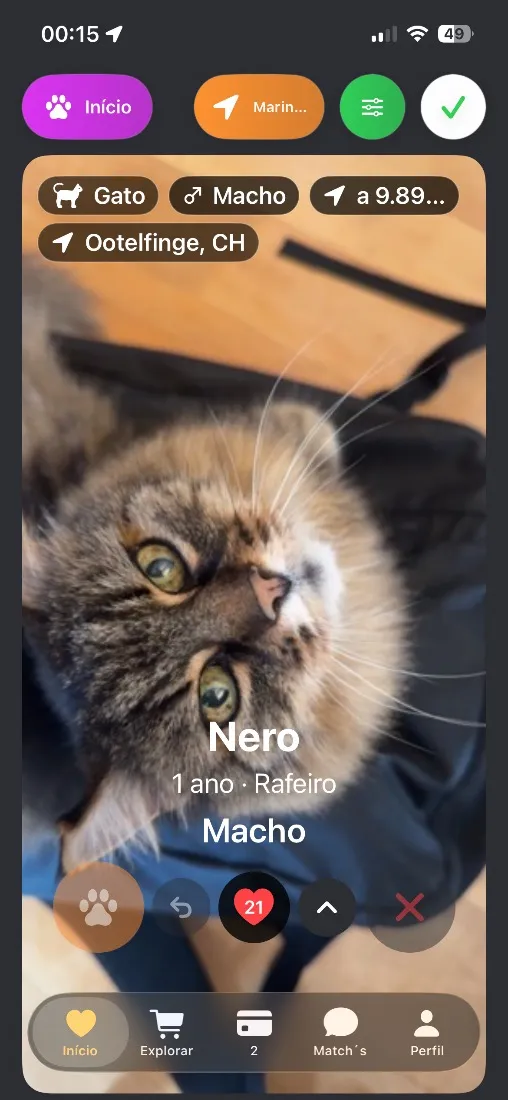 Gato raça SRD-ViraLata idade 1 ano nome Nero