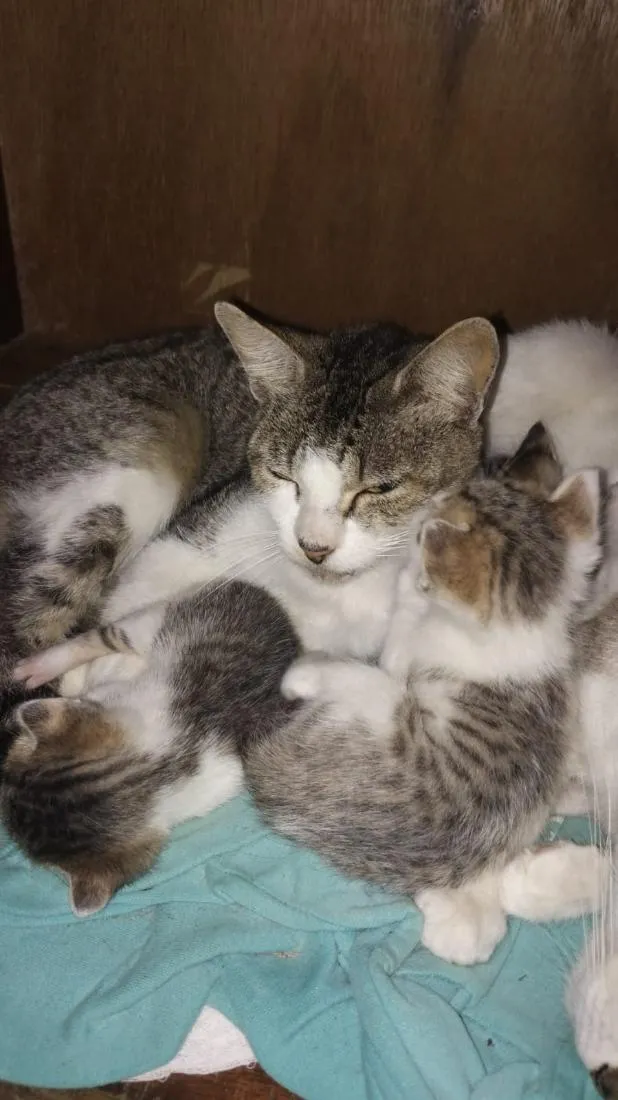 Gato raça SRD-ViraLata idade Abaixo de 2 meses nome Andre Lopes