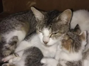 Gato raça SRD-ViraLata idade Abaixo de 2 meses nome Andre Lopes