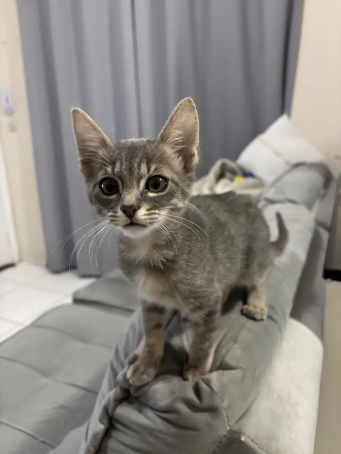 Gato raça SRD-ViraLata idade 2 a 6 meses nome Sem nome 