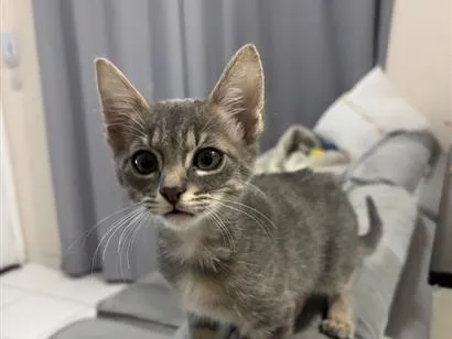 Gato raça SRD-ViraLata idade 2 a 6 meses nome Sem nome 