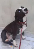 Pipoca