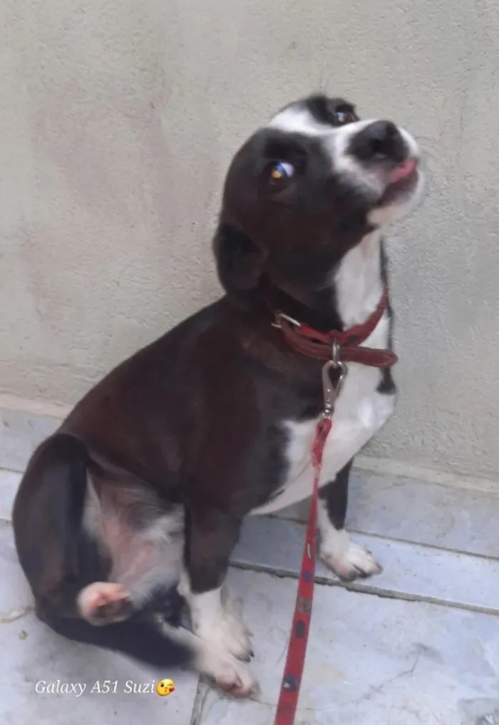 Cachorro raça SRD-ViraLata idade 7 a 11 meses nome Pipoca