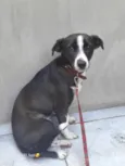 Pipoca