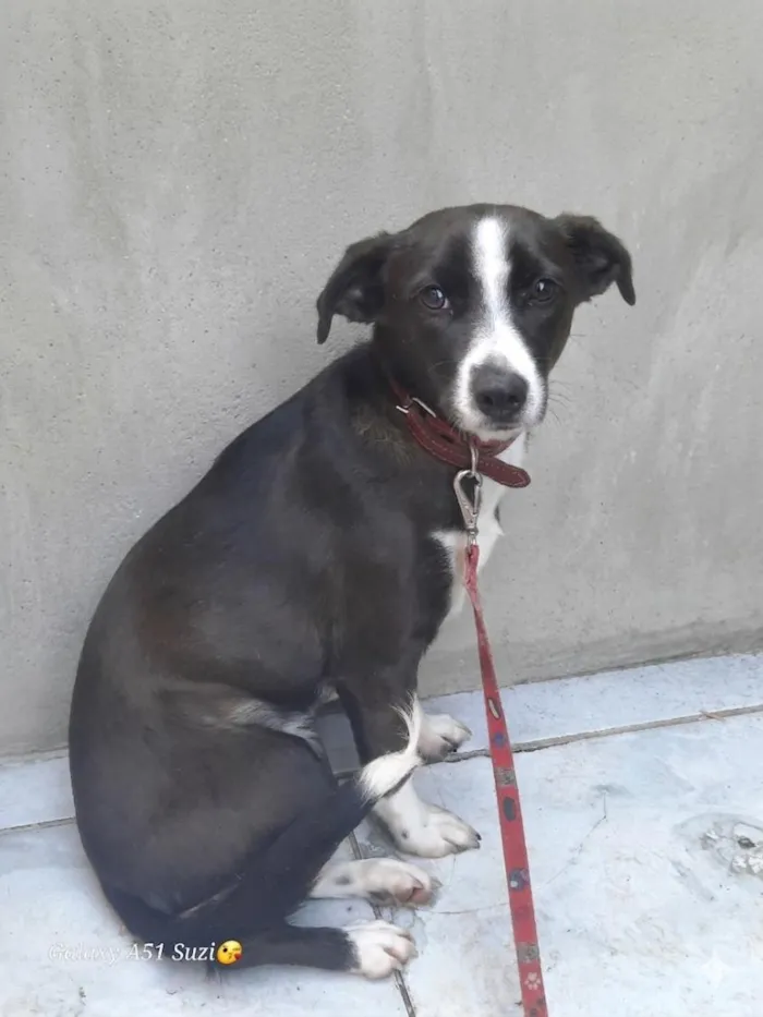 Cachorro raça SRD-ViraLata idade 7 a 11 meses nome Pipoca