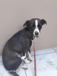 Pipoca