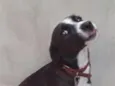 Pipoca