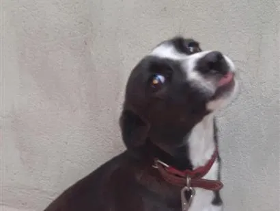 Cachorro raça SRD-ViraLata idade 7 a 11 meses nome Pipoca