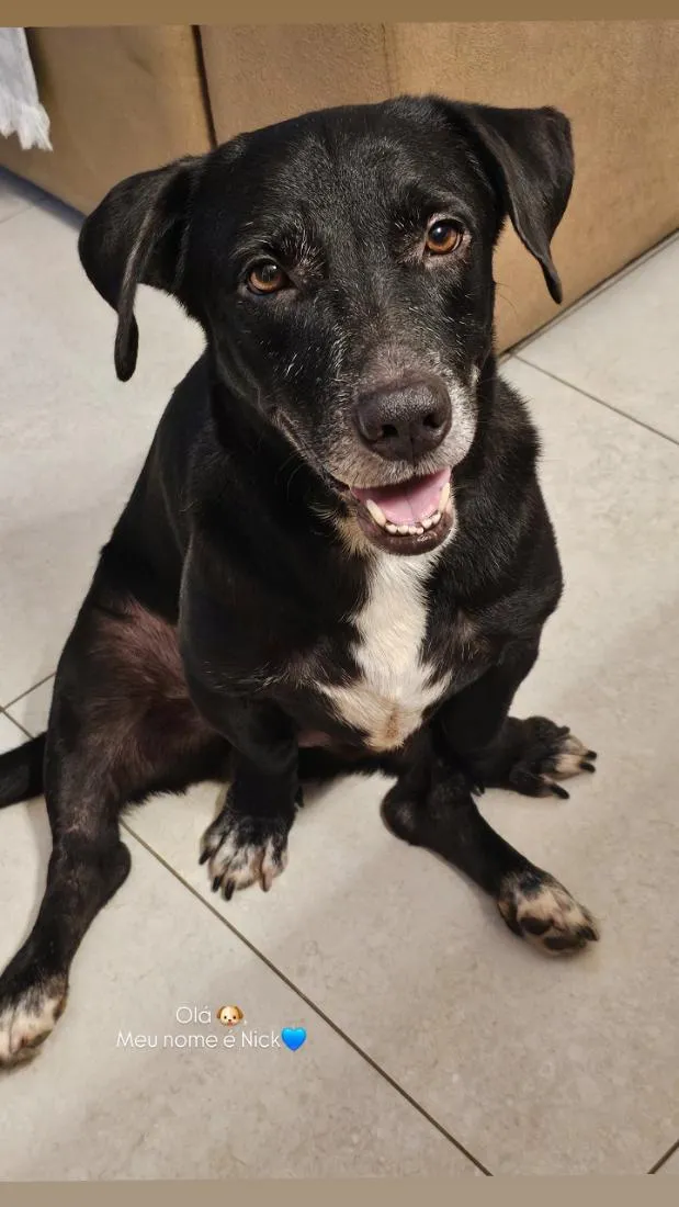 Cachorro raça SRD-ViraLata idade 4 anos nome Nick