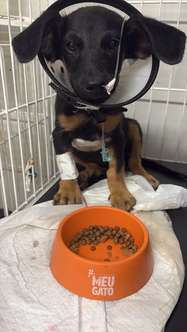 Cachorro raça SRD-ViraLata idade 2 a 6 meses nome pretinho 
