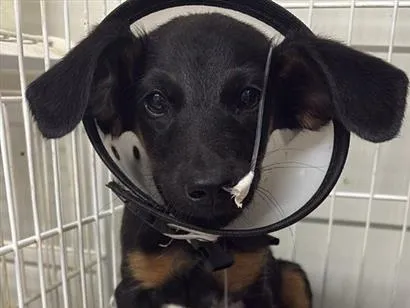 Cachorro raça SRD-ViraLata idade 2 a 6 meses nome pretinho 