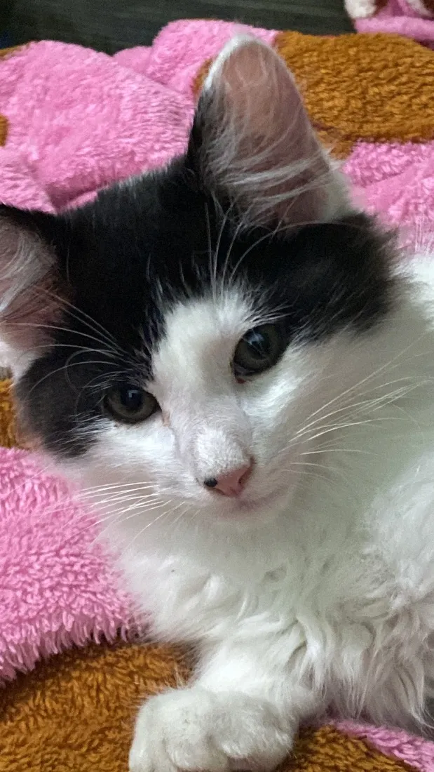 Gato raça SRD-ViraLata idade 2 a 6 meses nome Frajola 