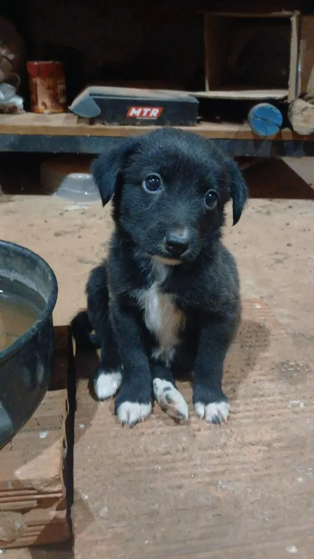 Cachorro raça SRD-ViraLata idade 2 a 6 meses nome Não tem nome ainda