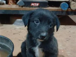 Cachorro raça SRD-ViraLata idade 2 a 6 meses nome Não tem nome ainda