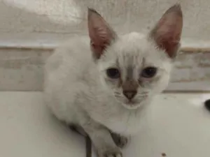 Gato raça SRD-ViraLata idade 2 a 6 meses nome Cristal 