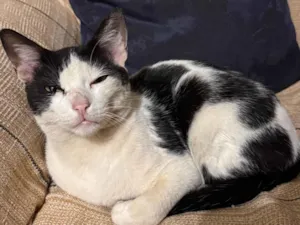 Gato raça SRD-ViraLata idade 7 a 11 meses nome Zequinha 