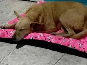 Cachorro raça SRD-ViraLata idade 6 ou mais anos nome Mel