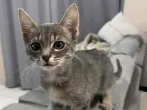 Gato raça SRD-ViraLata idade 2 a 6 meses nome Sem nome 