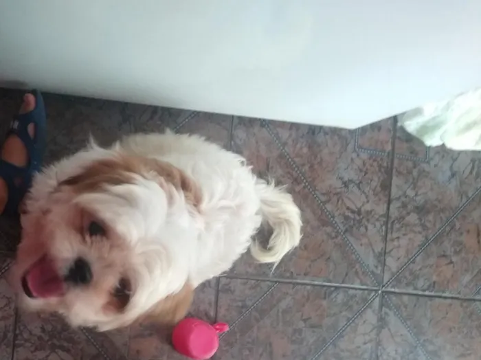 Cachorro raça Shitzu idade 7 a 11 meses nome rocambole 