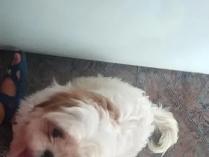 Cachorro raça Shitzu idade 7 a 11 meses nome rocambole 