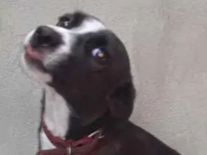 Cachorro raça SRD-ViraLata idade 7 a 11 meses nome Pipoca