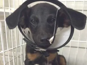 Cachorro raça SRD-ViraLata idade 2 a 6 meses nome pretinho 