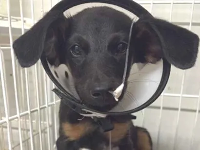 Cachorro raça SRD-ViraLata idade 2 a 6 meses nome pretinho 