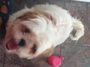 Cachorro raça Shitzu idade 7 a 11 meses nome rocambole 
