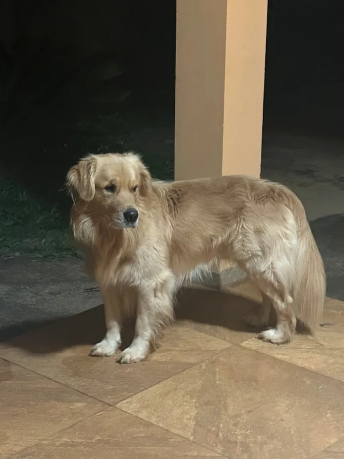 Cachorro raça SRD-ViraLata idade 2 anos nome Luck