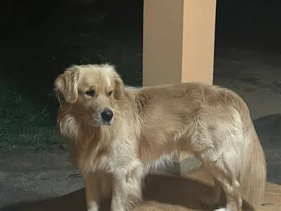 Cachorro raça SRD-ViraLata idade 2 anos nome Luck