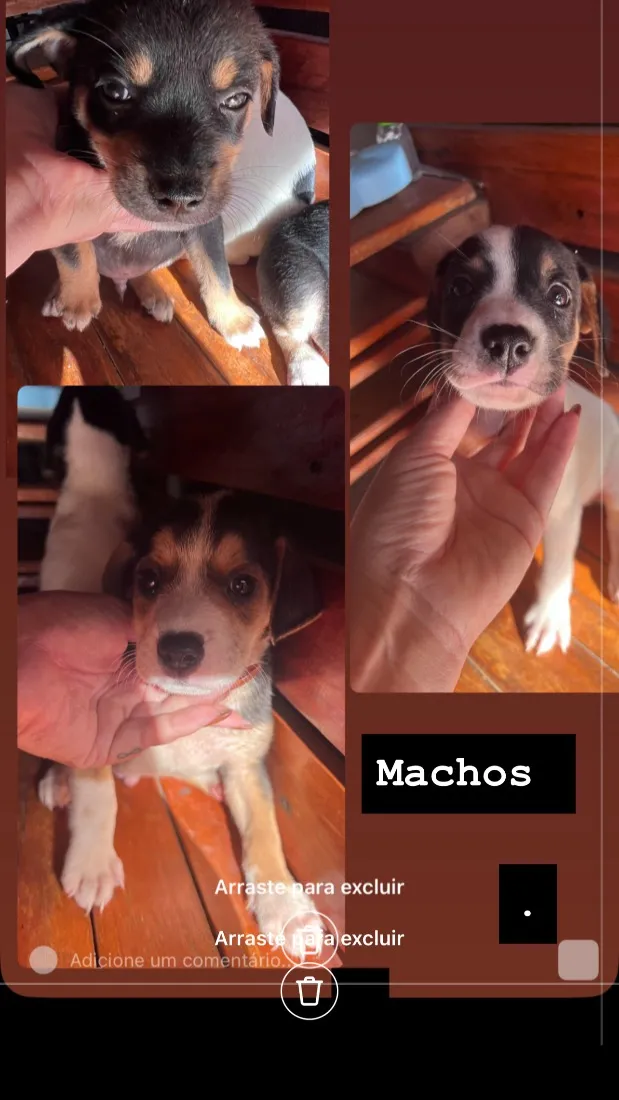 Cachorro raça SRD-ViraLata idade Abaixo de 2 meses nome Filhotes