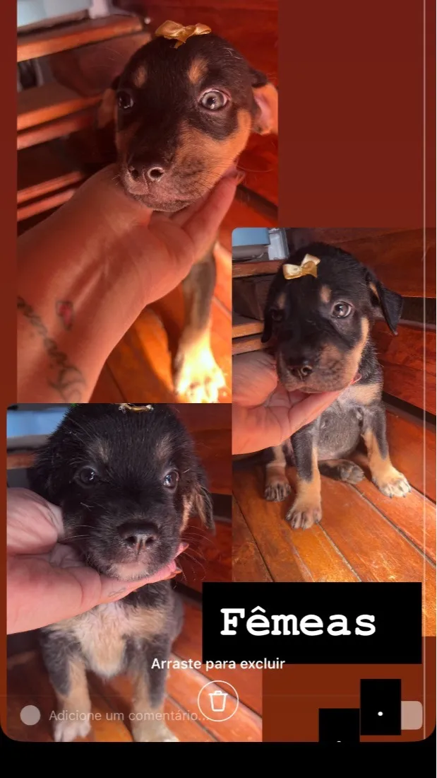 Cachorro raça SRD-ViraLata idade Abaixo de 2 meses nome Filhotes