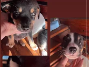 Cachorro raça SRD-ViraLata idade Abaixo de 2 meses nome Filhotes