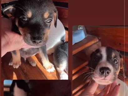Cachorro raça SRD-ViraLata idade Abaixo de 2 meses nome Filhotes