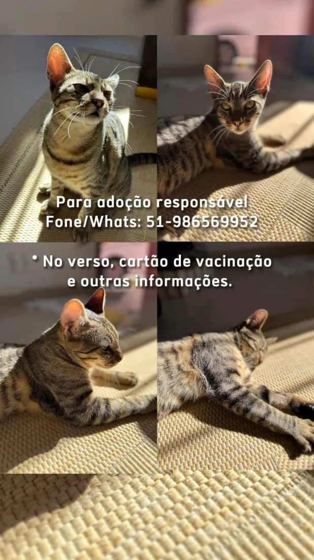 Gato raça SRD-ViraLata idade 1 ano nome Allegra