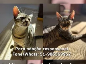Gato raça SRD-ViraLata idade 1 ano nome Allegra