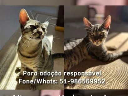 Gato raça SRD-ViraLata idade 1 ano nome Allegra